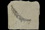 Metasequoia (Dawn Redwood) Fossil - Montana #79576-1